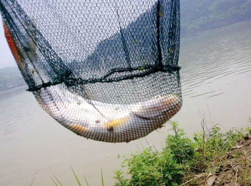 野生紅梢魚垂釣記 四川紅臉棒的黃金時(shí)節(jié)